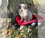 Small Photo #1 Miniature Bernedoodle Puppy For Sale in GREENWD, IN, USA
