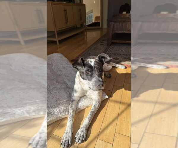 Medium Photo #2 American Bulldog-Unknown Mix Puppy For Sale in Dana Point, CA, USA