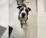 HAYMITCH - Male Mutt Dog for Adoption - Small photo