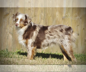 Miniature Australian Shepherd Puppy for sale in HOUSTON, TX, USA