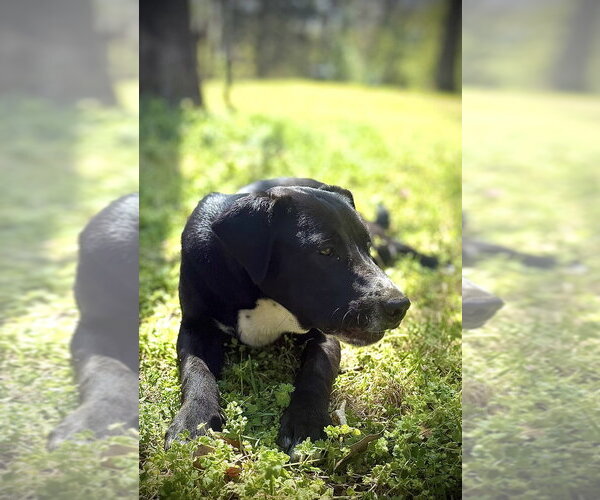 Medium Photo #3 Collie-Unknown Mix Puppy For Sale in Boston, MA, USA