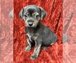 Small Photo #6 Jack Russell Terrier-Unknown Mix Puppy For Sale in Meridian, MS, USA