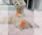 Small #2 Golden Retriever