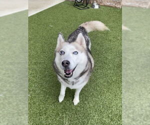 - Mix Dogs for adoption in Derwood, MD, USA