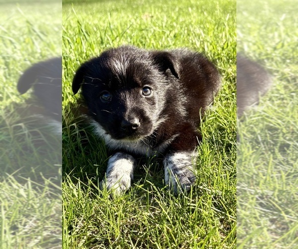 Medium Photo #7 Border-Aussie Puppy For Sale in FAIR HAVEN, MI, USA