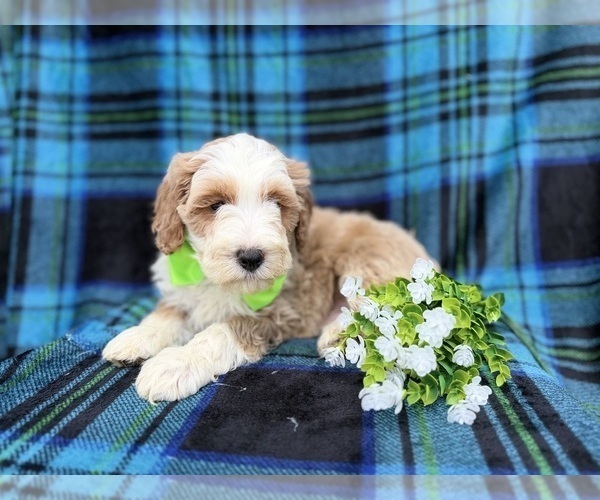 Medium Photo #2 Cock-A-Poo Puppy For Sale in LAKELAND, FL, USA