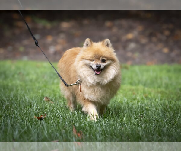 Medium Photo #1 Pomeranian Puppy For Sale in Arlington, VA, USA