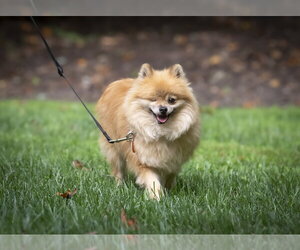 Pomeranian Dogs for adoption in Arlington, VA, USA