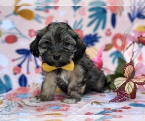 Havanese Puppy for sale in LANCASTER, PA, USA