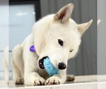 Small #24 Huskies  Mix