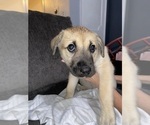 Puppy 9 Alaskan Husky-Presa Canario Mix