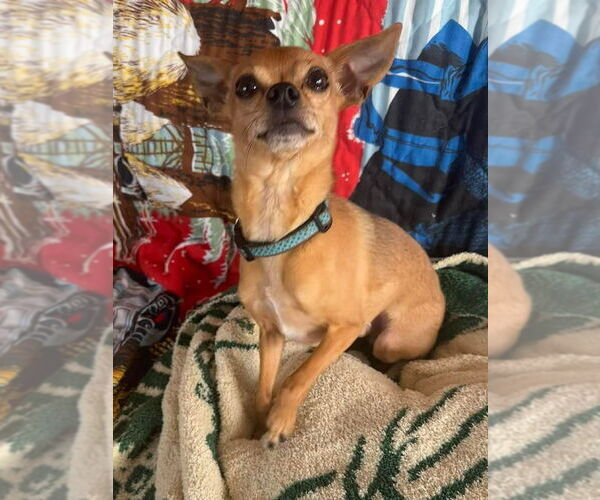 Medium Photo #2 Chihuahua Puppy For Sale in Glen Haven, WI, USA