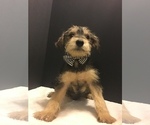 Small Photo #5 Mutt Puppy For Sale in ENTERPRISE, AL, USA