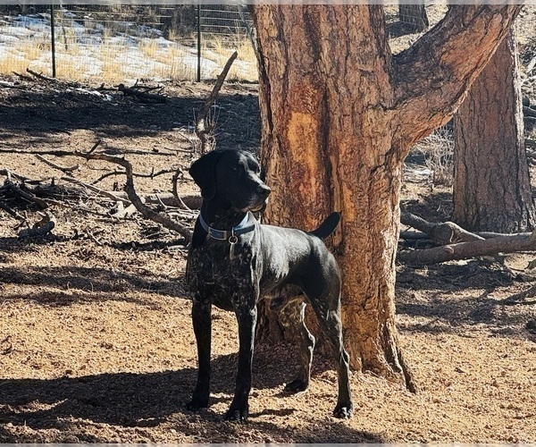 Medium Photo #1 German Shorthaired Pointer Puppy For Sale in WOODLAND PARK, CO, USA