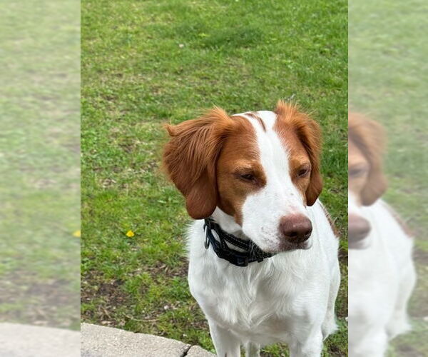 Medium Photo #2 Brittany Puppy For Sale in Curwensville, PA, USA