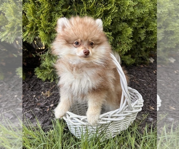 Medium Photo #1 Pomeranian Puppy For Sale in MIDDLEBURY, IN, USA