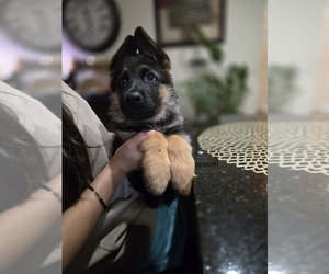German Shepherd Dog Puppy for sale in MARYSVILLE, WA, USA