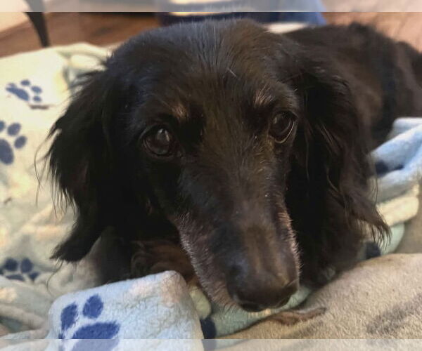 Medium Photo #2 Dachshund Puppy For Sale in Fruitland, SC, USA