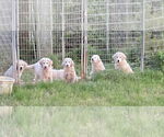 Small #13 Great Pyrenees