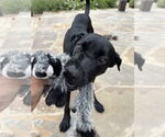 Small #2 Labrador Retriever Mix