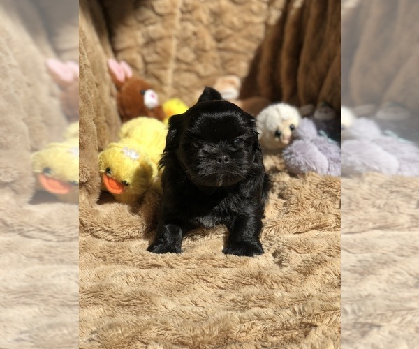 Medium Photo #4 Shih Tzu Puppy For Sale in MILTON, FL, USA