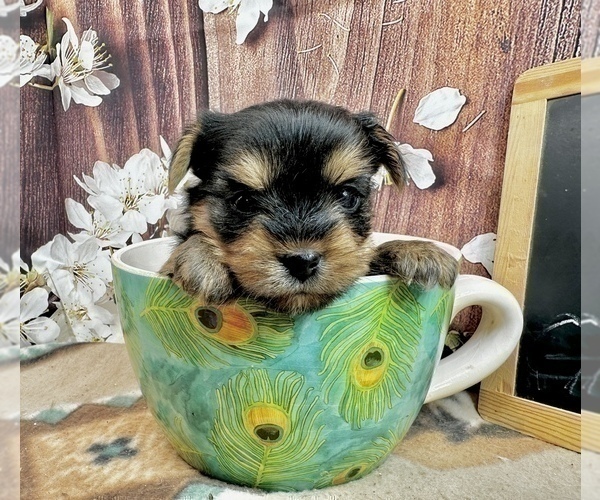 Medium Photo #22 Yorkshire Terrier Puppy For Sale in CASSVILLE, MO, USA