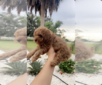 Small Photo #6 Poodle (Toy) Puppy For Sale in PUNTA GORDA, FL, USA