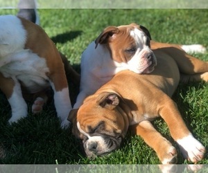 Olde English Bulldogge Puppy for sale in SPANISH SPGS, NV, USA
