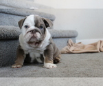 Small Photo #4 English Bulldog Puppy For Sale in DES MOINES, IA, USA