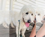 Small #4 Goldendoodle