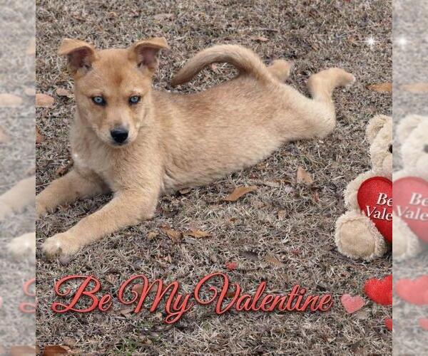 Medium Photo #3 Shiba Inu-Unknown Mix Puppy For Sale in Yardley, PA, USA