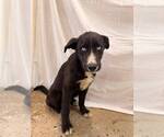 Small #3 Mutt