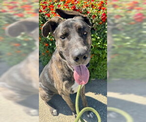 Homer - Male American Staffordshire Terrier-German Shepherd Dog Mix Dog for Adoption - Photo #2