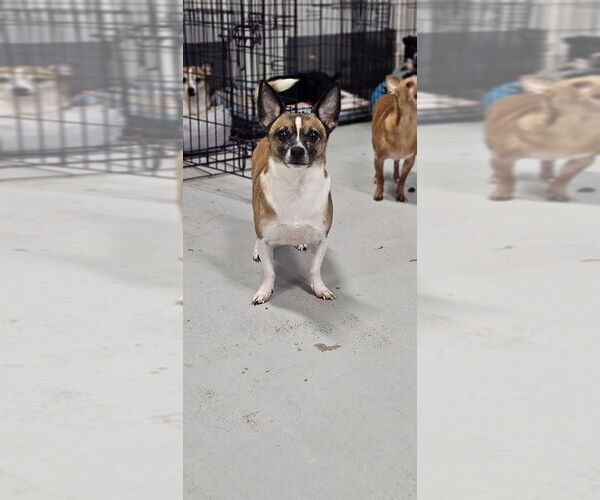 Medium Photo #2 Rat Terrier-Unknown Mix Puppy For Sale in Studio City, CA, USA