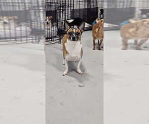 Cosmic Crisp #5055 - Male Rat Terrier-Unknown Mix Dog for Adoption - Photo #2