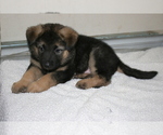 Small Photo #9 Akita-German Shepherd Dog Mix Puppy For Sale in MOODUS, CT, USA