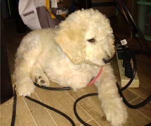 Goldendoodle Puppy for sale in SIOUX FALLS, SD, USA