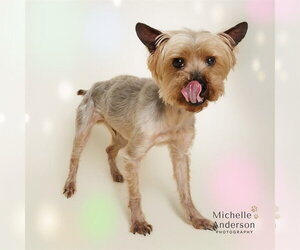 Mutt Dogs for adoption in Corona, CA, USA