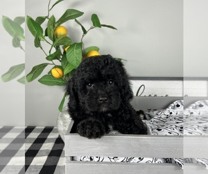 Bernedoodle (Miniature) Puppy for sale in FRANKLIN, IN, USA