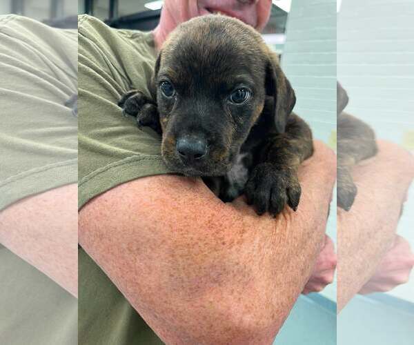 Medium Photo #3 Rottweiler-Unknown Mix Puppy For Sale in Sheboygan, WI, USA