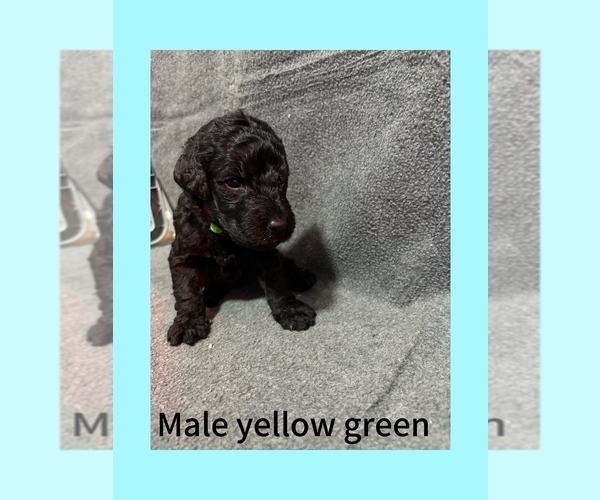 Medium Photo #4 Labradoodle Puppy For Sale in WILLISTON, SC, USA