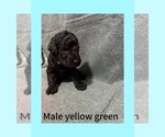Puppy Yellow green Labradoodle