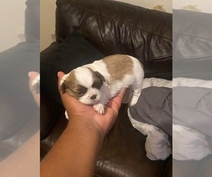 Shih Tzu Puppy for sale in ELOY, AZ, USA
