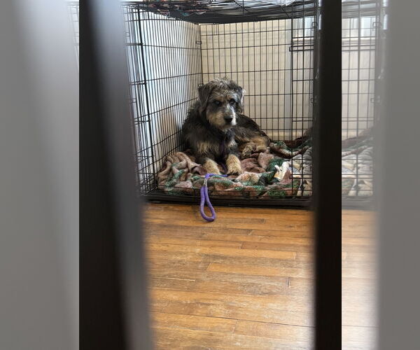 Medium Photo #3 Mutt Puppy For Sale in Holly Springs, NC, USA