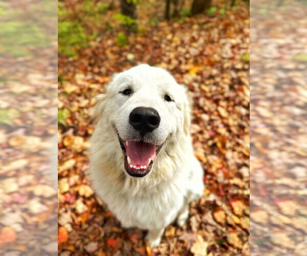 Medium Photo #1 Great Pyrenees Puppy For Sale in Croydon, NH, USA