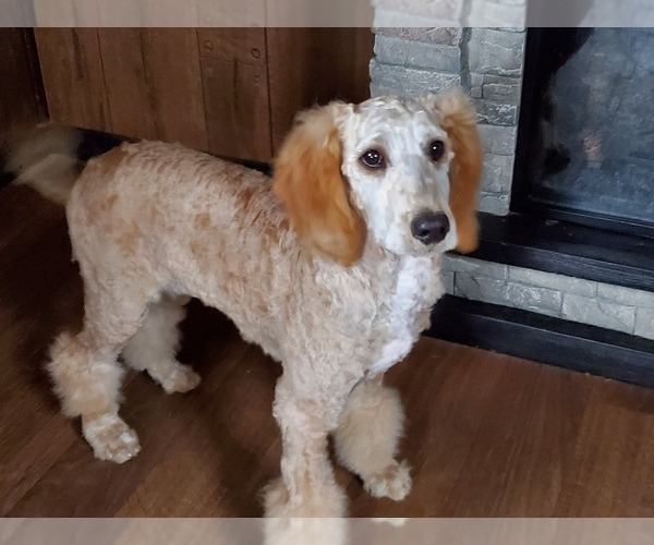 Medium Photo #6 Poodle (Standard) Puppy For Sale in COLORADO SPRINGS, CO, USA
