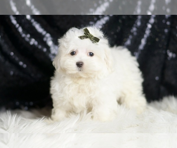 Medium Photo #17 Maltipoo (Miniature) Puppy For Sale in WARSAW, IN, USA