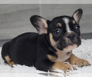 French Bulldog Puppy for sale in NEW YORK, NY, USA