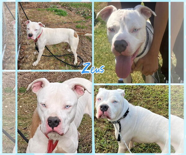 Medium Photo #3 American Bulldog-Unknown Mix Puppy For Sale in Blacksburg, SC, USA