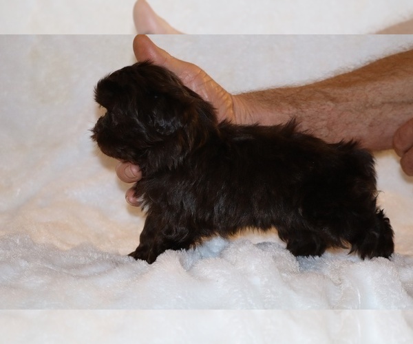 Medium Photo #14 Shih Tzu Puppy For Sale in DYERSBURG, TN, USA